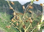 Solanaceae - Nicotiana fatuhivensis 