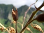 Solanaceae - Nicotiana fatuhivensis 