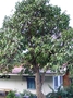 Myrtaceae - Syzygium malaccense 