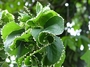 Euphorbiaceae - Acalypha wilkesiana 