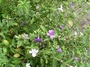 Acanthaceae - Barleria cristata 