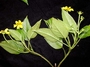 Asteraceae - Bidens uapensis 