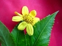 Asteraceae - Bidens uapensis 