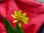 Asteraceae - Bidens uapensis 