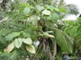 Moraceae - Broussonetia papyrifera 