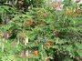 Fabaceae - Caesalpinia pulcherrima 