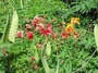 Fabaceae - Caesalpinia pulcherrima 