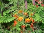 Fabaceae - Caesalpinia pulcherrima 