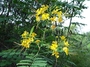 Fabaceae - Caesalpinia pulcherrima 