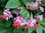 Lamiaceae - Clerodendrum thomsonae 