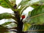 Rubiaceae - Coprosma esulcata 