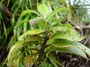 Rubiaceae - Coprosma esulcata 