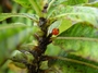 Rubiaceae - Coprosma esulcata 