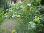 Cordiaceae - Cordia lutea 