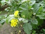 Cordiaceae - Cordia lutea 