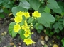 Cordiaceae - Cordia lutea 