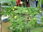 Asteraceae - Cosmos sulphureus 