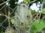 Cucurbitaceae - Cucumis metuliferus 