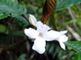 Gesneriaceae - Cyrtandra uapouensis 