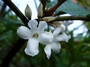 Gesneriaceae - Cyrtandra uapouensis 