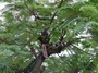 Fabaceae - Delonix regia 