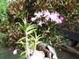 Orchidaceae - Dendrobium sp. 