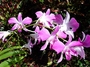 Orchidaceae - Dendrobium sp. 
