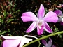 Orchidaceae - Dendrobium sp. 