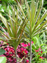 Asparagaceae - Dracaena marginata 'tricolor' 