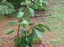 Moraceae - Ficus elastica 