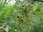 Meliaceae - Melia azedarach 