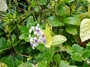 Acanthaceae - Pseuderanthemum carruthersii 