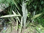 Asparagaceae - Dracaena trifasciata 