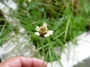 Asteraceae - Tridax procumbens 