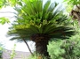 Cycadaceae - Cycas revoluta 