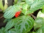 Gesneriaceae - Episcia cupreata 