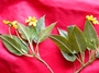 Asteraceae - Bidens uapensis 