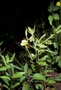Onagraceae - Oenothera laciniata 
