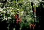 Onagraceae - Fuchsia magellanica 