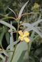 Onagraceae - Ludwigia octovalvis 