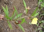 Onagraceae - Ludwigia octovalvis 