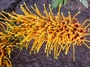 Proteaceae - Grevillea robusta 