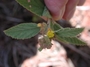 Malvaceae - Waltheria indica 