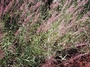 Poaceae - Melinis repens 