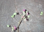 Nyctaginaceae - Boerhavia coccinea 