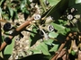 Myrtaceae - Eucalyptus robusta 