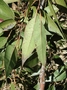 Myrtaceae - Eucalyptus robusta 