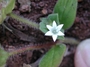 Rubiaceae - Richardia brasiliensis 