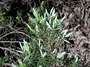 Ericaceae - Leptecophylla tameiameiae 