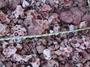 Poaceae - Axonopus fissifolius 